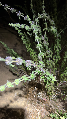 iNaturalist observation photo of Pennyroyal