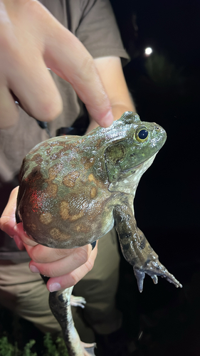 iNaturalist observation photo of American Bullfrog