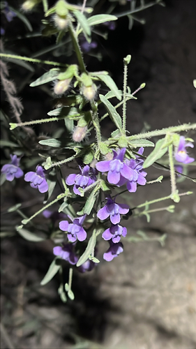 iNaturalist observation photo of wiry snapdragon