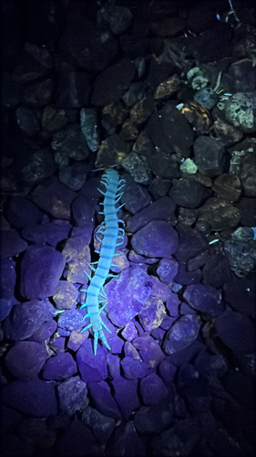 iNaturalist observation photo of Common Desert Centipede
