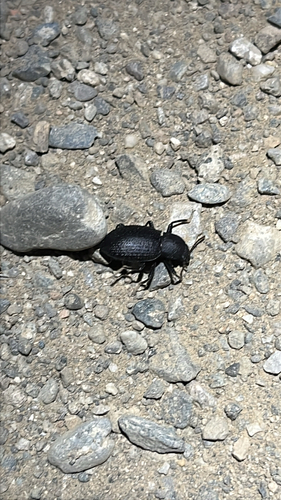 iNaturalist observation photo of Cibdelis