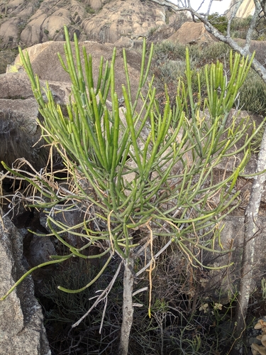 Euphorbia alluaudii