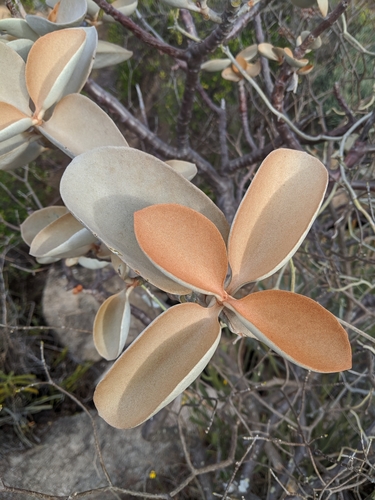 copper spoons