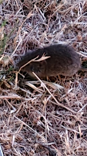 iNaturalist observation photo of California Vole