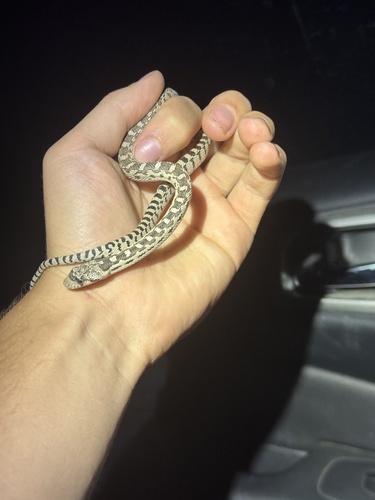 Gopher Snake