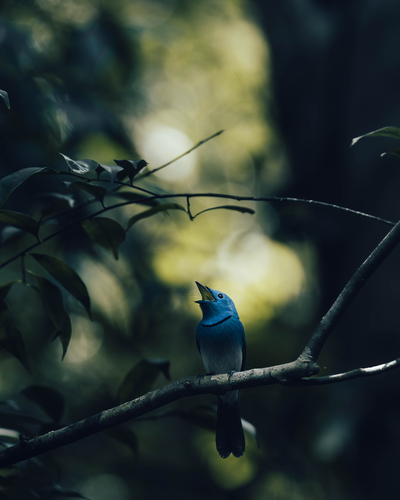 Black-naped Monarch