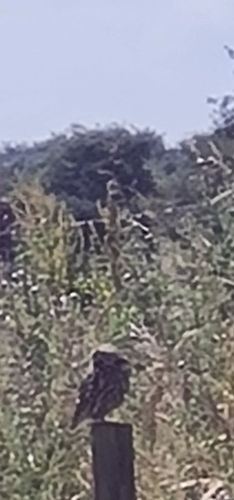 View observation of {o.common_name} on iNaturalist