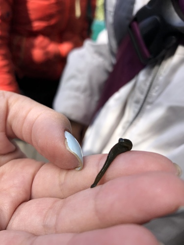 iNaturalist observation photo of Leeches