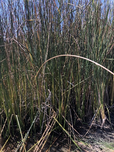 iNaturalist observation photo of California bulrush