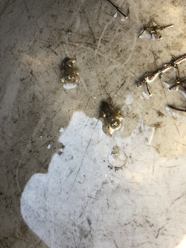 iNaturalist observation photo of Dragonflies