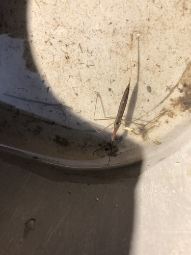 iNaturalist observation photo of Ranatra