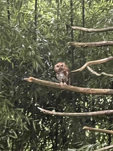 View observation of {o.common_name} on iNaturalist