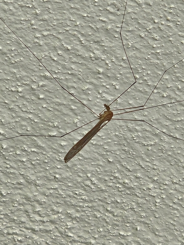 Trentepohlia