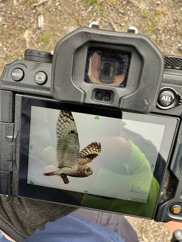 View observation of {o.common_name} on iNaturalist