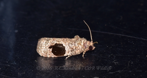 Ophiorrhabda mormopa (Meyrick, 1906)