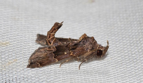 Acidon evae