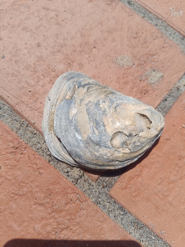 Ostrea edulis