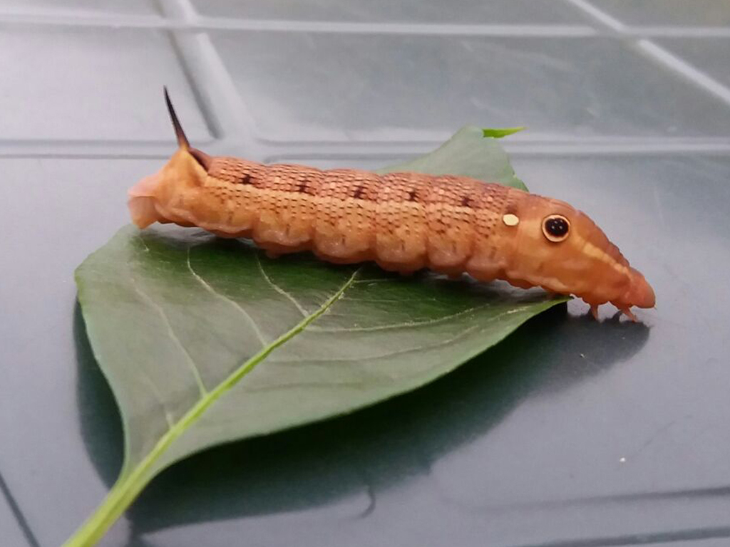 Vine Hawk-Moth (Moths of Singapore) · iNaturalist