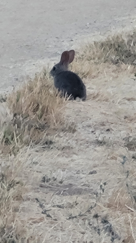 iNaturalist observation photo of Brush Rabbit