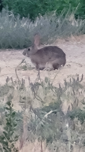 iNaturalist observation photo of Brush Rabbit