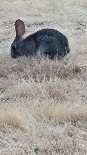 iNaturalist observation photo of Hares and Rabbits