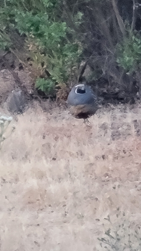 iNaturalist observation photo of California Quail