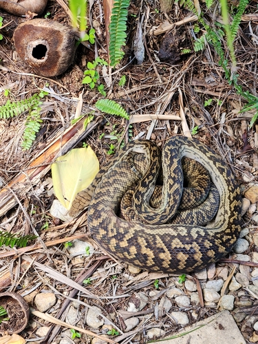Australian Scrub Python sighting