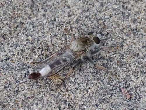 Unknown species found near Owyhee County, ID, USA