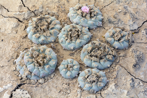Peyote