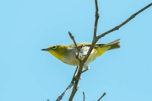 iNaturalist observation photo of Swinhoe's White-eye