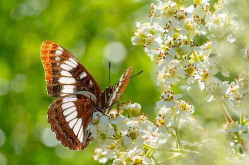 iNaturalist observation photo of Lorquin's Admiral