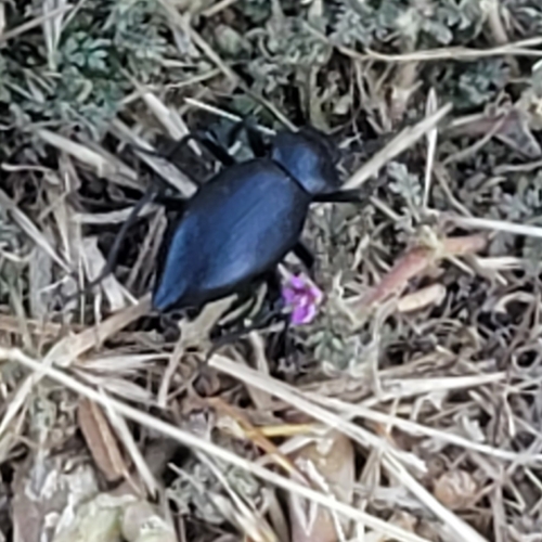 iNaturalist observation photo of Desert Stink Beetles