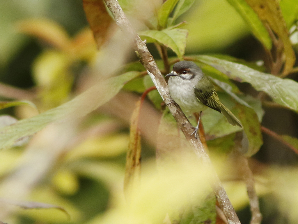 Rufous-browed Tyrannulet (Phylloscartes superciliaris) photo
