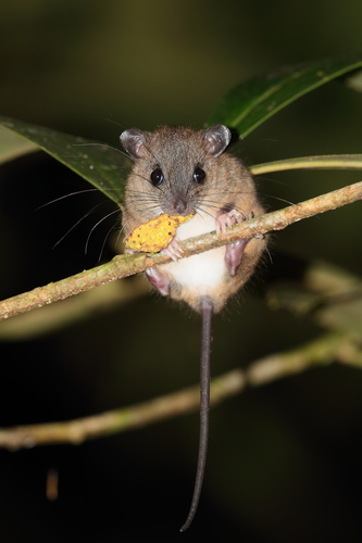 Genus Paramelomys · iNaturalist