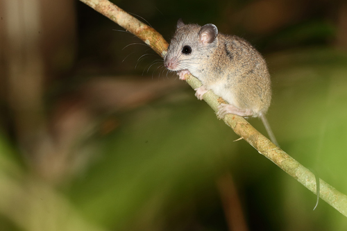 Grassland Melomys (Melomys lutillus), listed as Least Concern on the IUCN Red List
