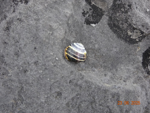 Cepaea nemoralis