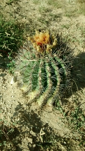 Ferocactus townsendianus