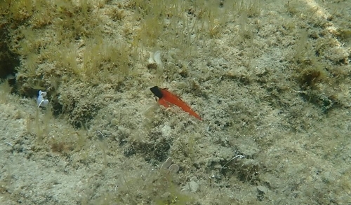 Tripterygion tripteronotum