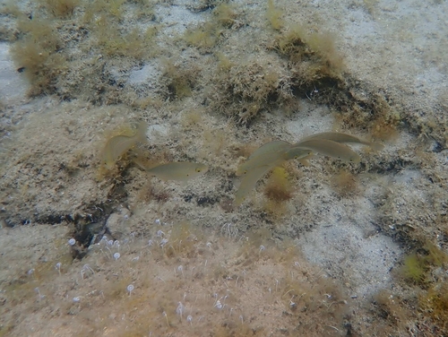 Sarpa salpa