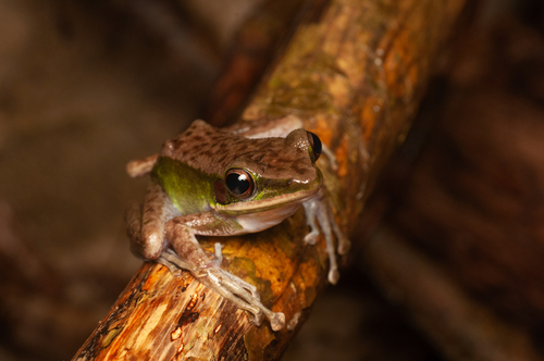 Large White-lipped Frog