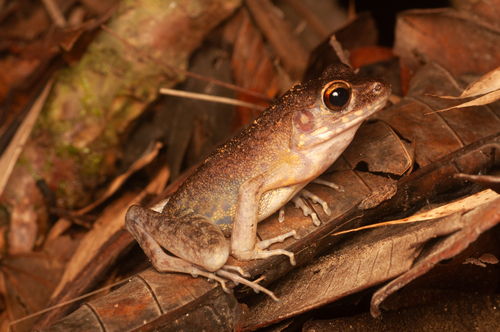 Brown Marsh Frog