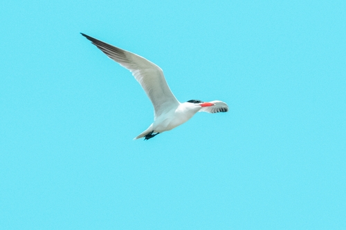 iNaturalist observation photo of Caspian Tern