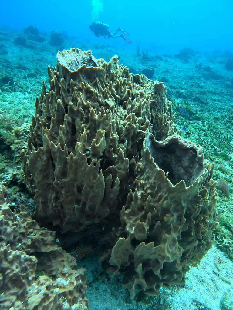 Giant Caribbean Barrel Sponge