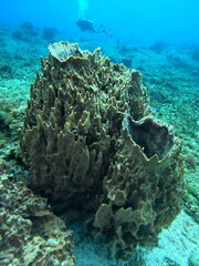 Giant Caribbean Barrel Sponge