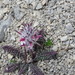 Pedicularis crassirostris - Photo (c) Toma Avtaeva, כל הזכויות שמורות