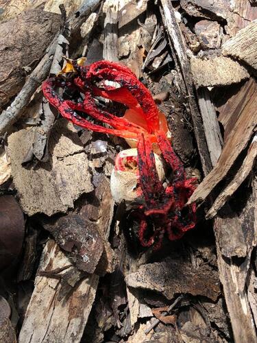 Clathrus madagascariensis