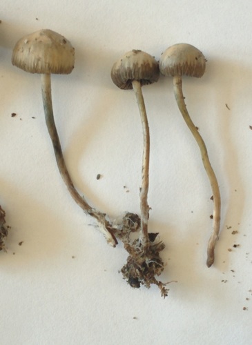 Psilocybe quebecensis · iNaturalist