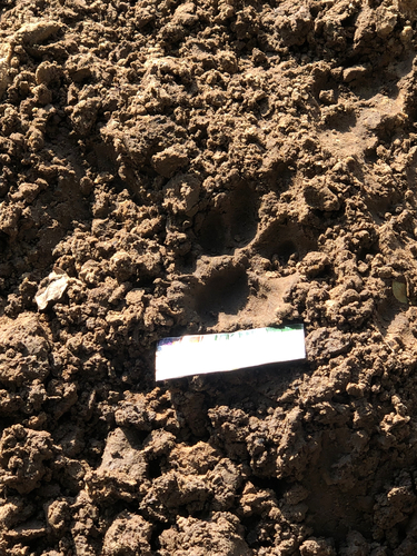 Mountain Lion