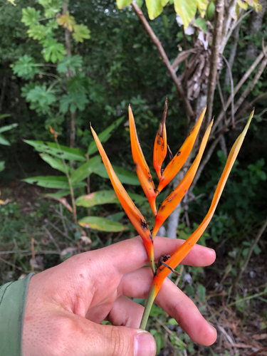 Heliconia hirsuta