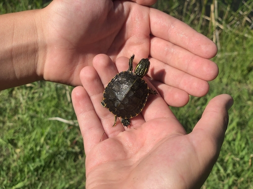 iNaturalist observation 2025-06-30